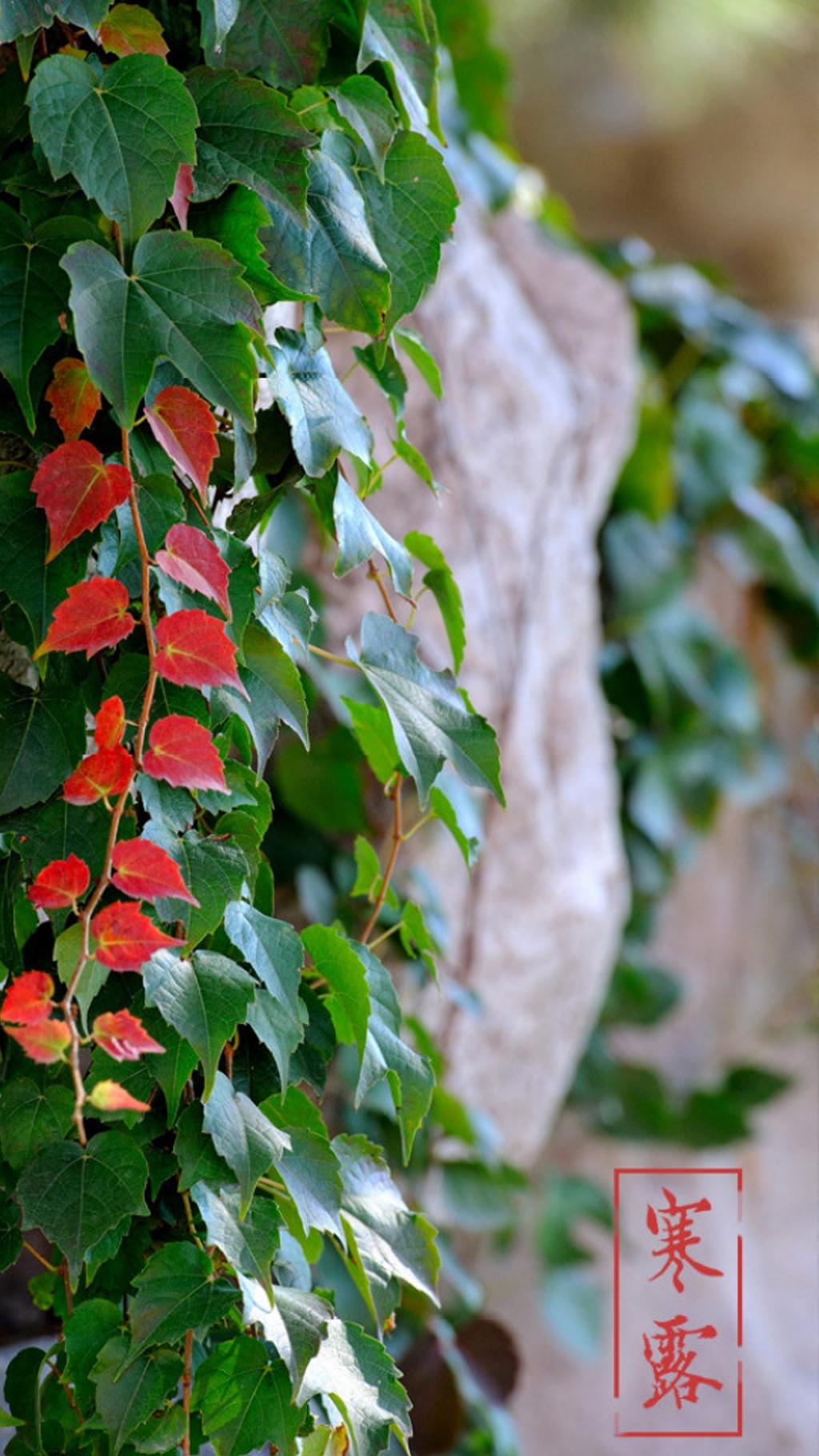 小清新唯美背景寒露节气