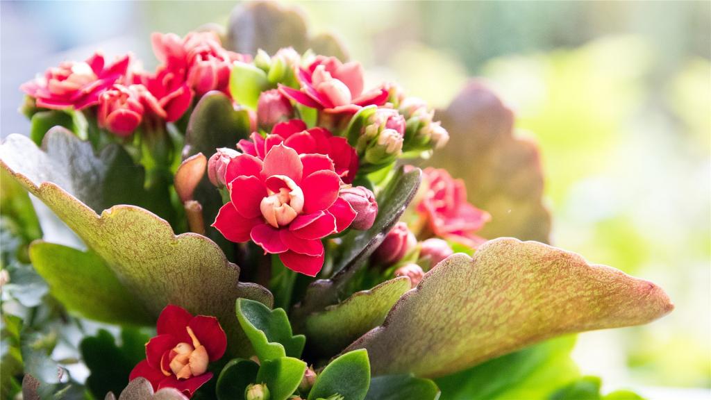 漂亮的长寿花唯美写真