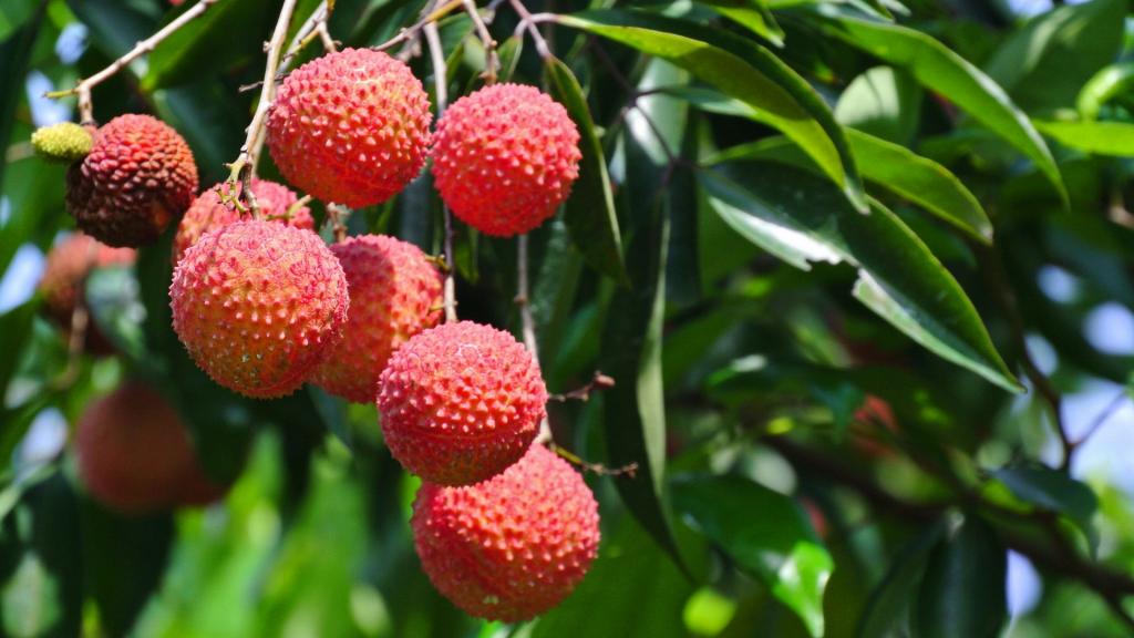 树上的荔枝图片