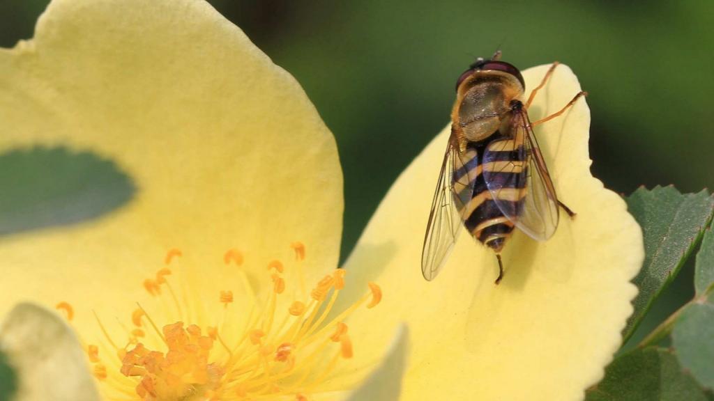 蔷薇科黄色刺玫花