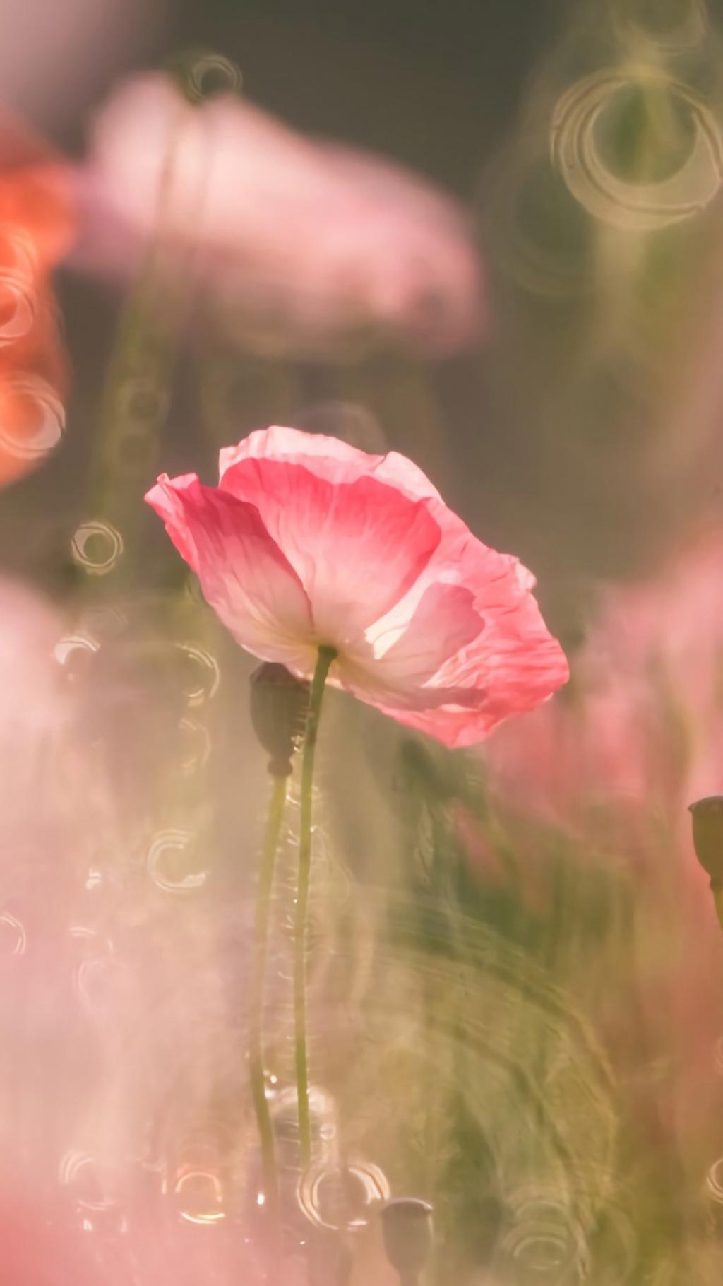 各种五彩的小花盛开