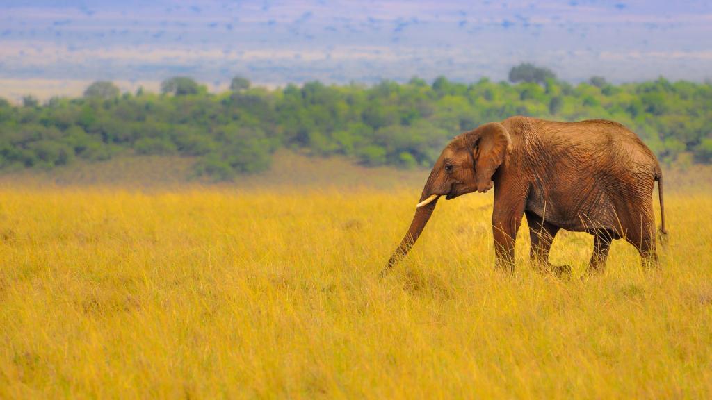 非洲AFRICA精美风光