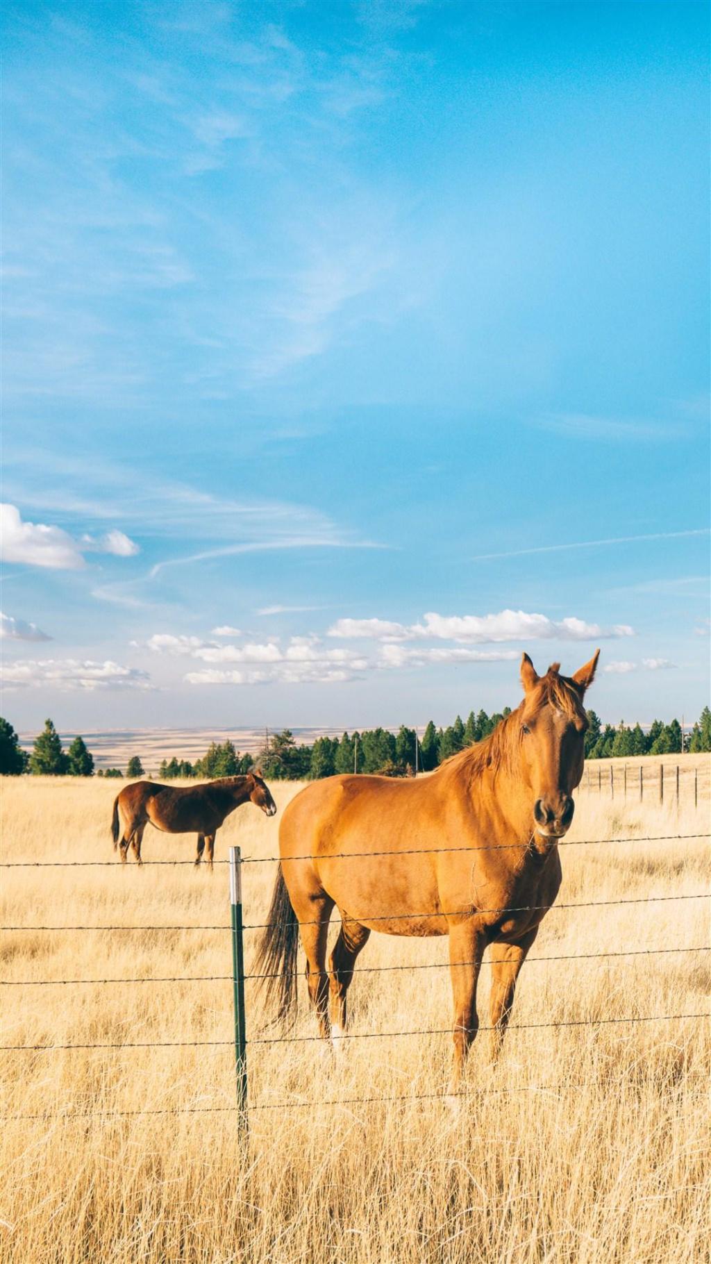 唯美自然美景摄影手机锁屏壁纸