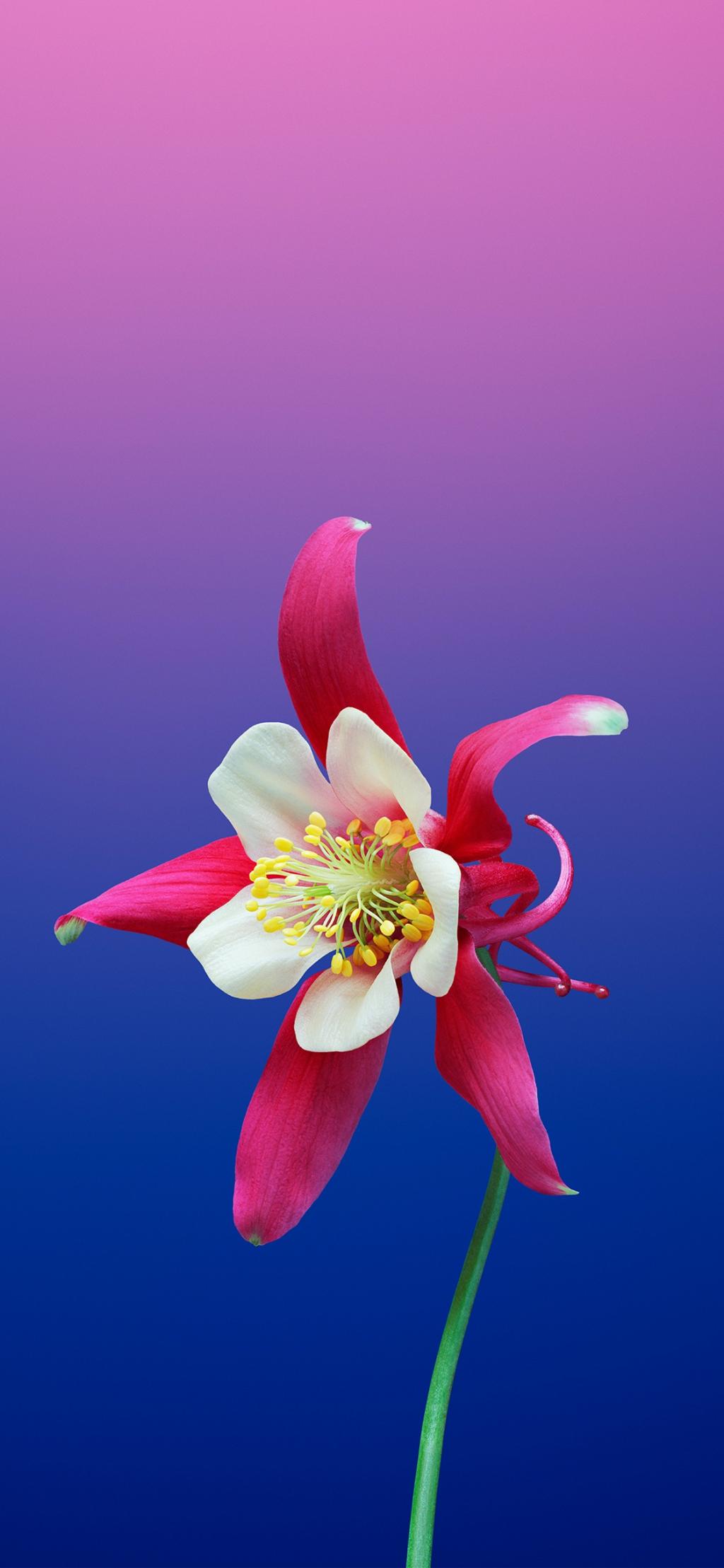  iOS 11系统自带花卉主题