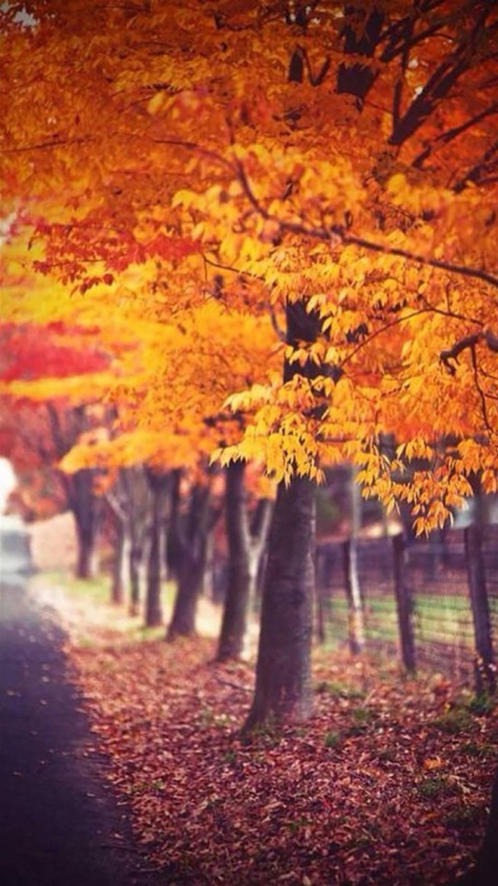 林中小路秋天风景