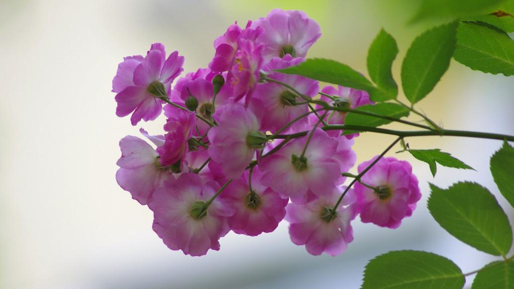 粉色蔷薇花图片,高清图片,电脑桌面-壁纸族