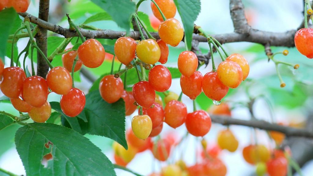 雨后诱人的樱桃