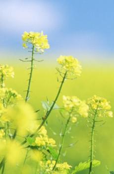 清新油菜花