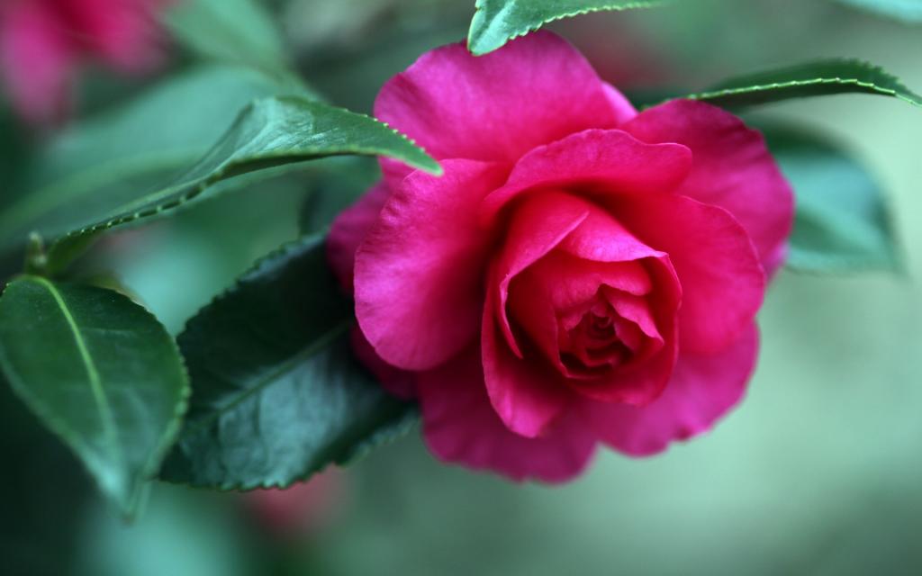 曼佗罗花(山茶花)图片