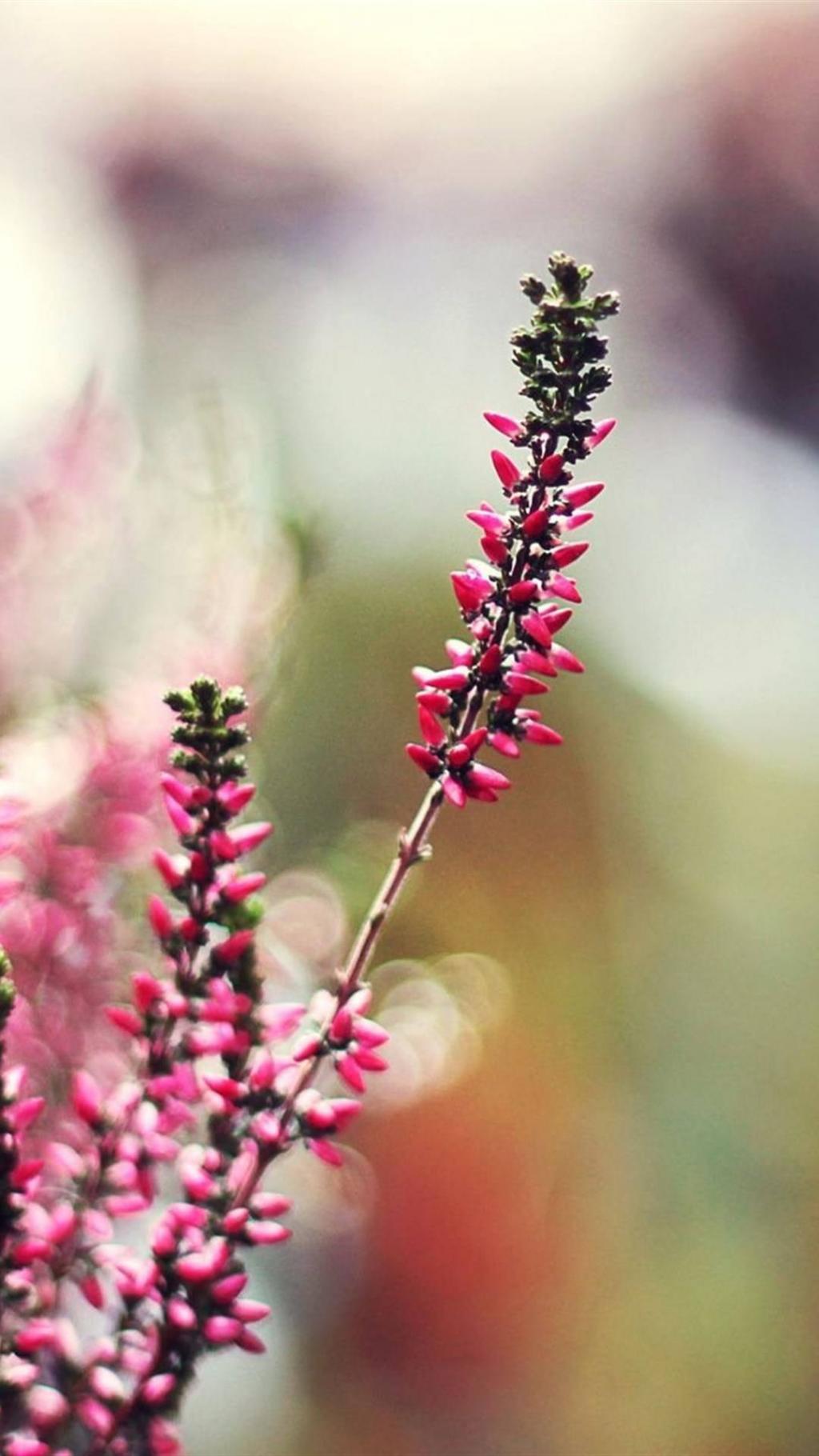 清新可爱石楠花