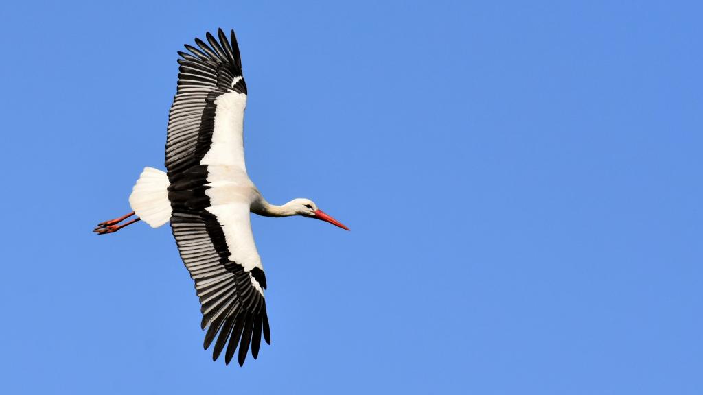 飞舞的拨浪鼓鹳