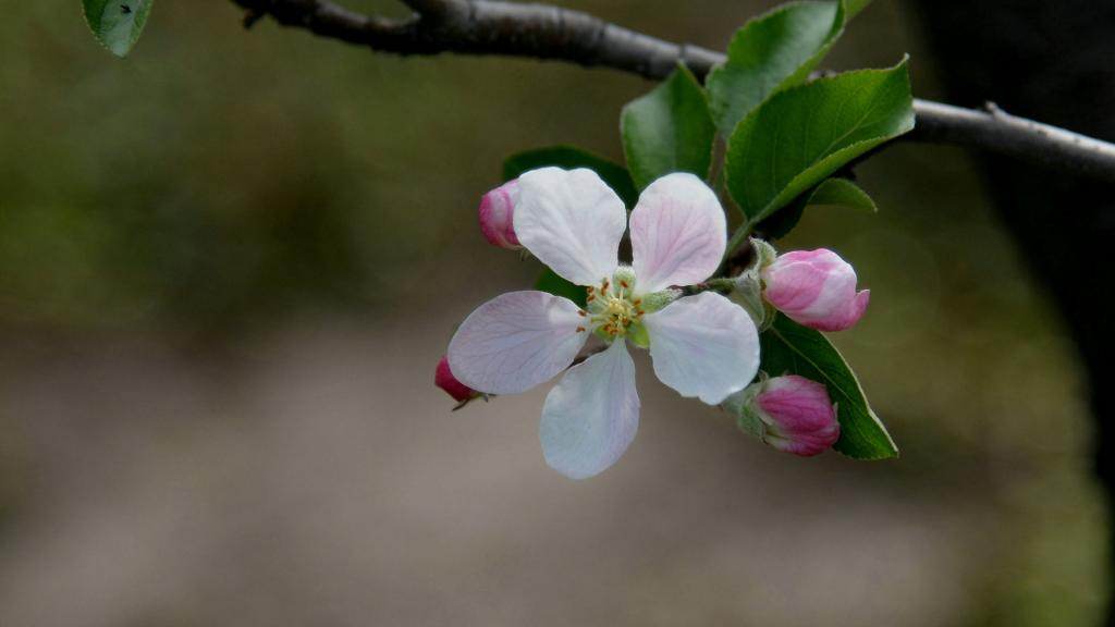 粉白色苹果花图片
