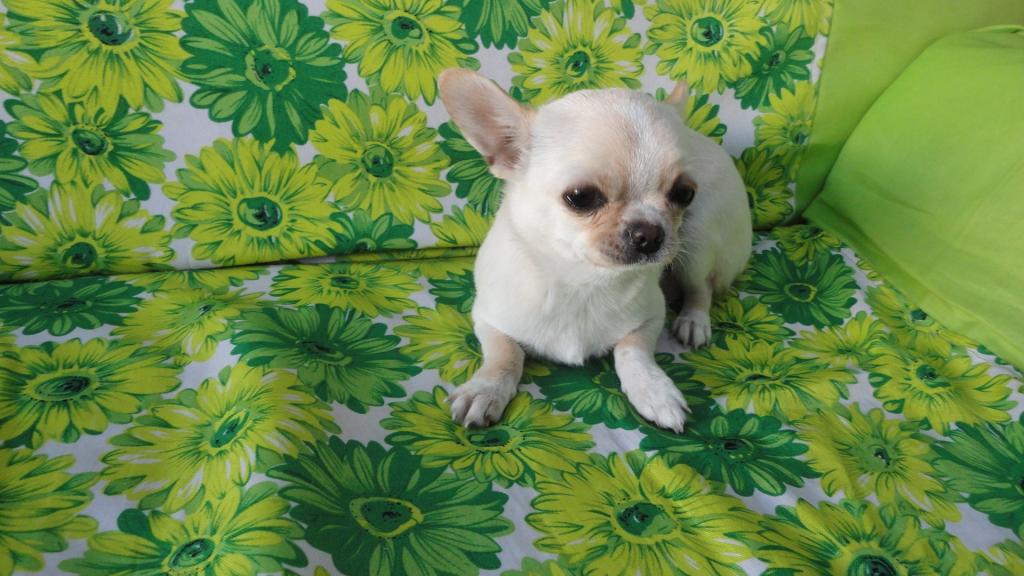 吉娃娃是寿命最长的犬种