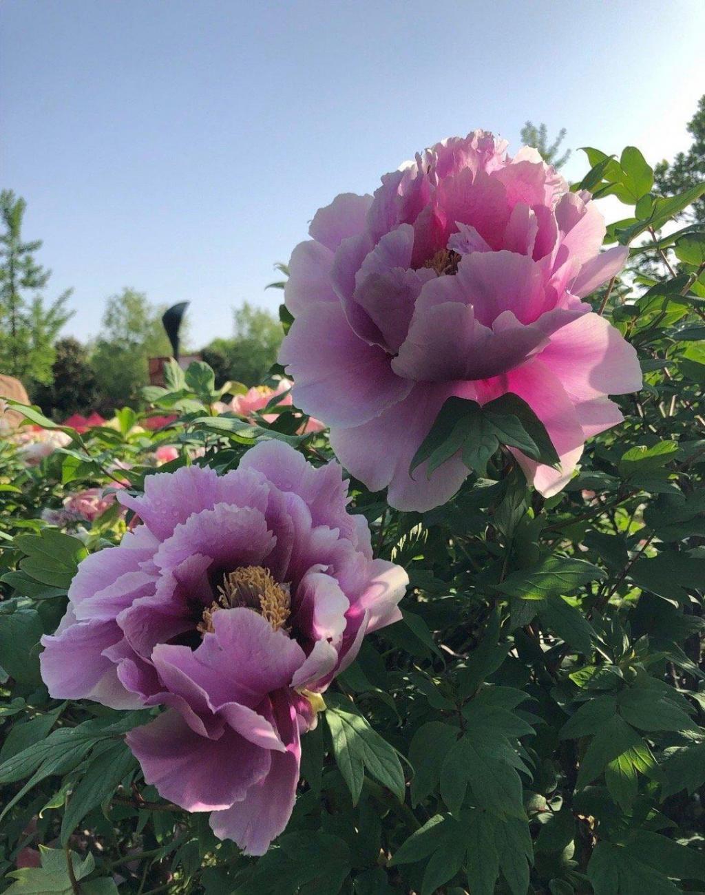 南京千亩牡丹盛开