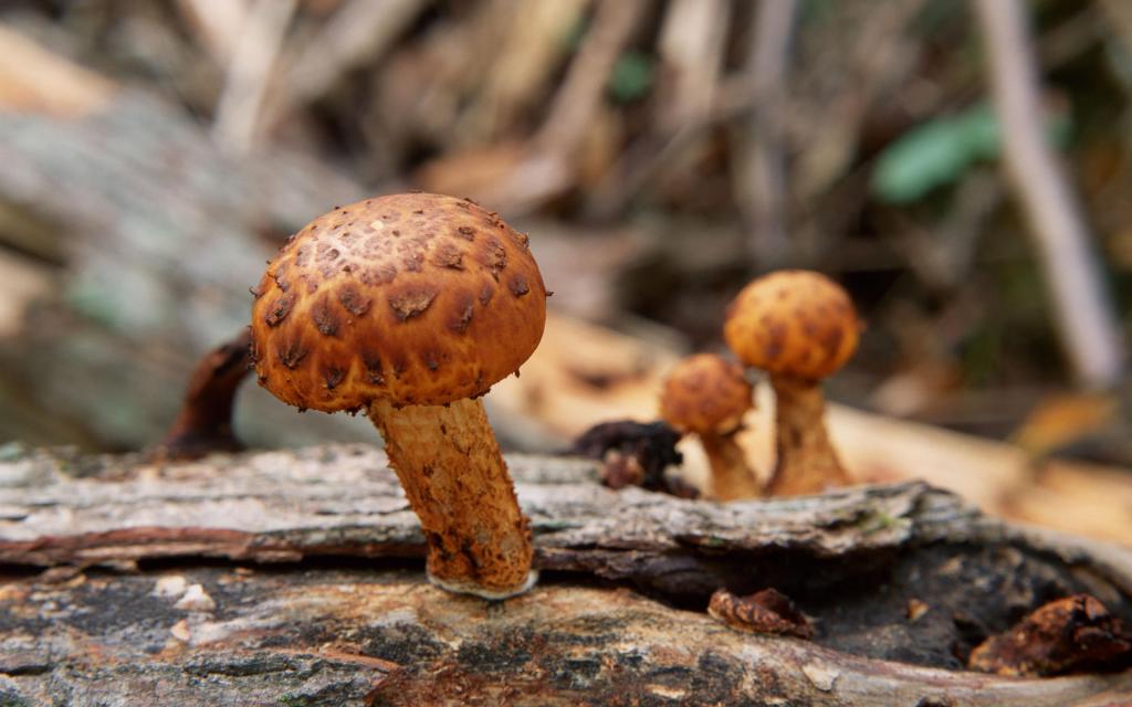 野生菌类蘑菇