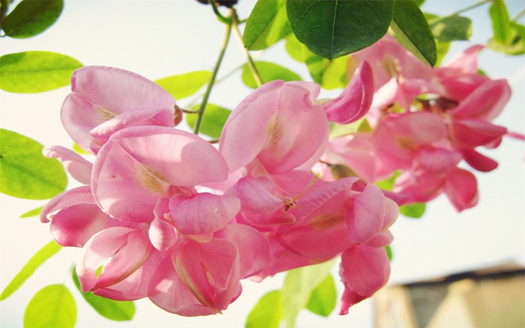 粉色和白色的槐花