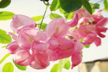 粉色和白色的槐花