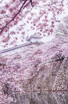 唯美樱花季风景-3