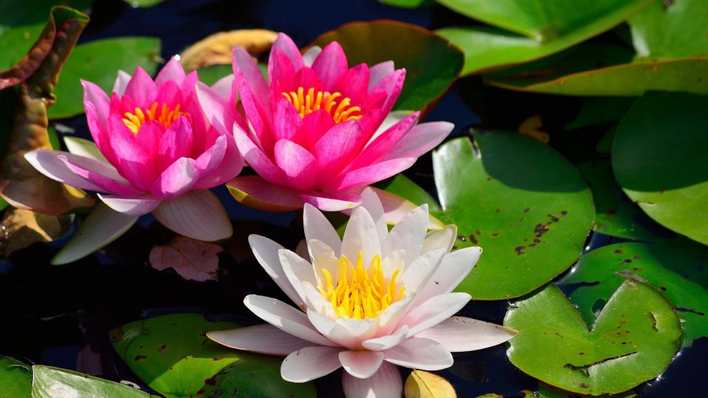 山川女神——睡莲