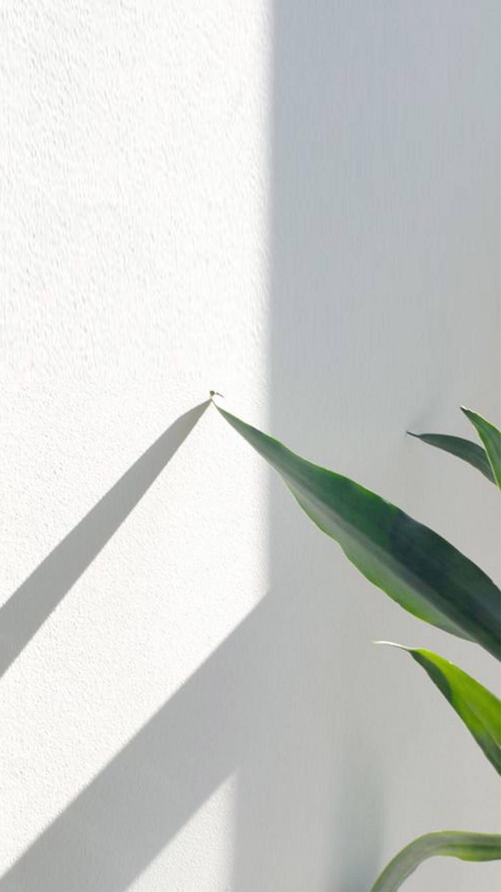 小清新绿色植物护眼锁屏