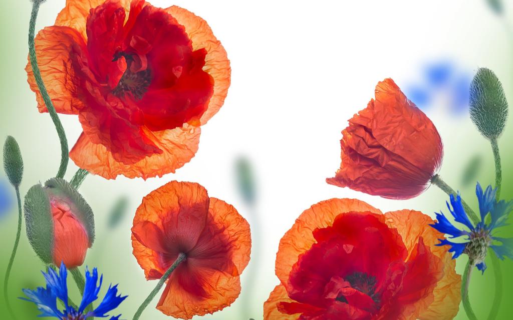 清新唯美大自然植物