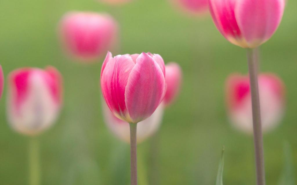 美艳又迷人的粉色郁金香唯美写真