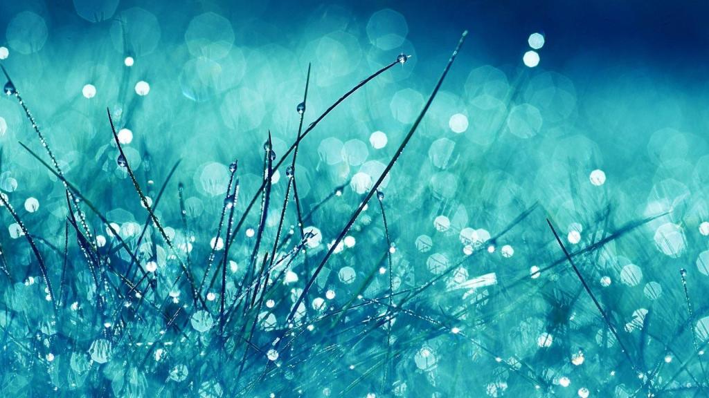 清新唯美植物上的清澈露珠