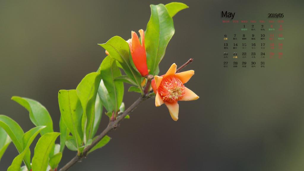 2019年5月艳红似火的石榴花日历