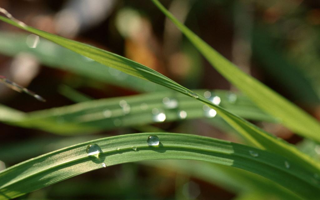 绿色植物之露珠水滴