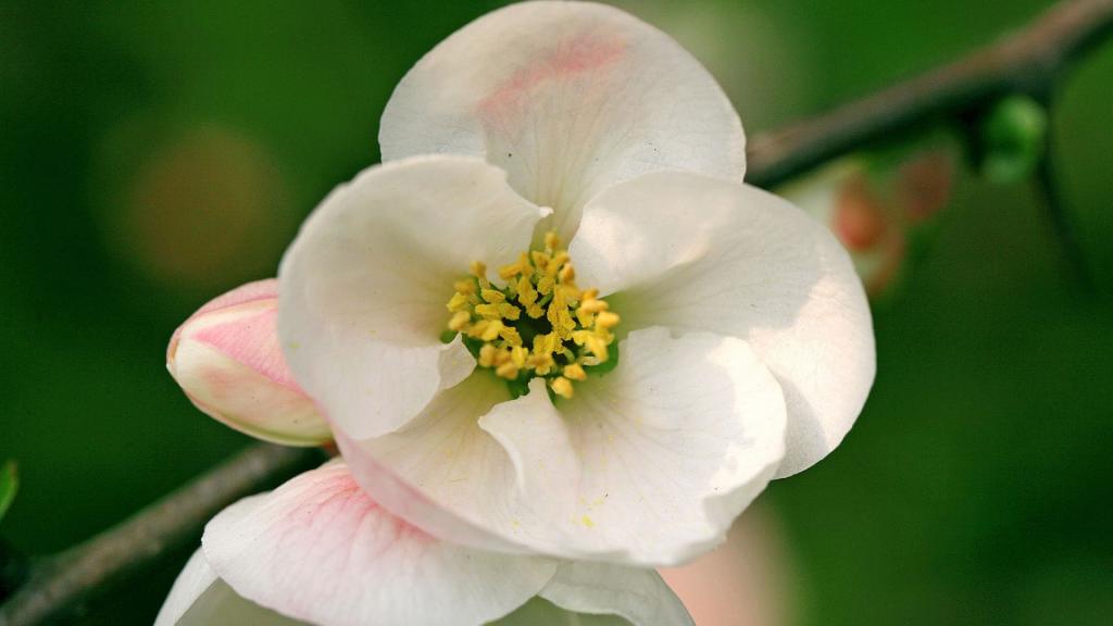 樱花花语(除你之外,别无他爱)