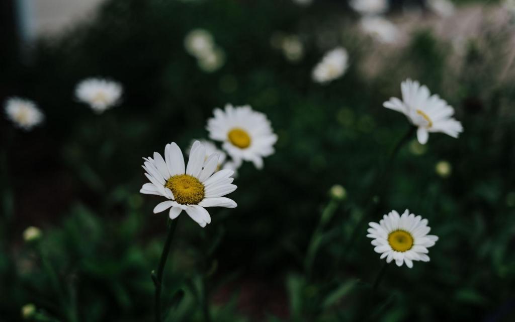 小清新淡雅花朵雏菊特写