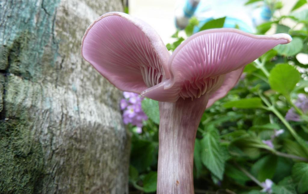 野生菌类蘑菇