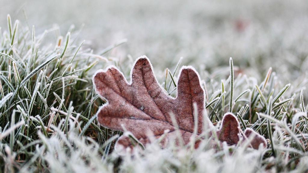 养眼清新冰冻植物唯美写真