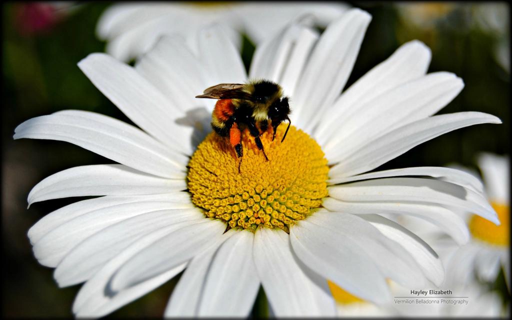 秘密花园微软Win7主题