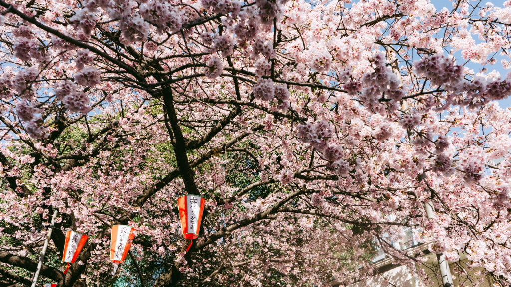 日本街头的清新浪漫樱花