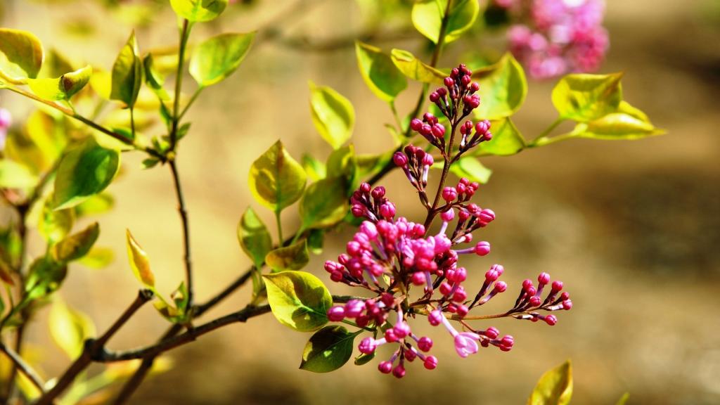 含苞待放的丁香花