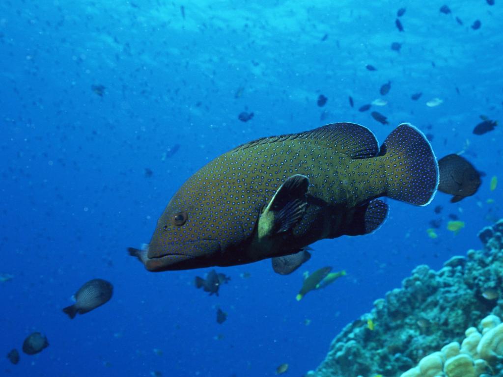 梦幻的海底世界