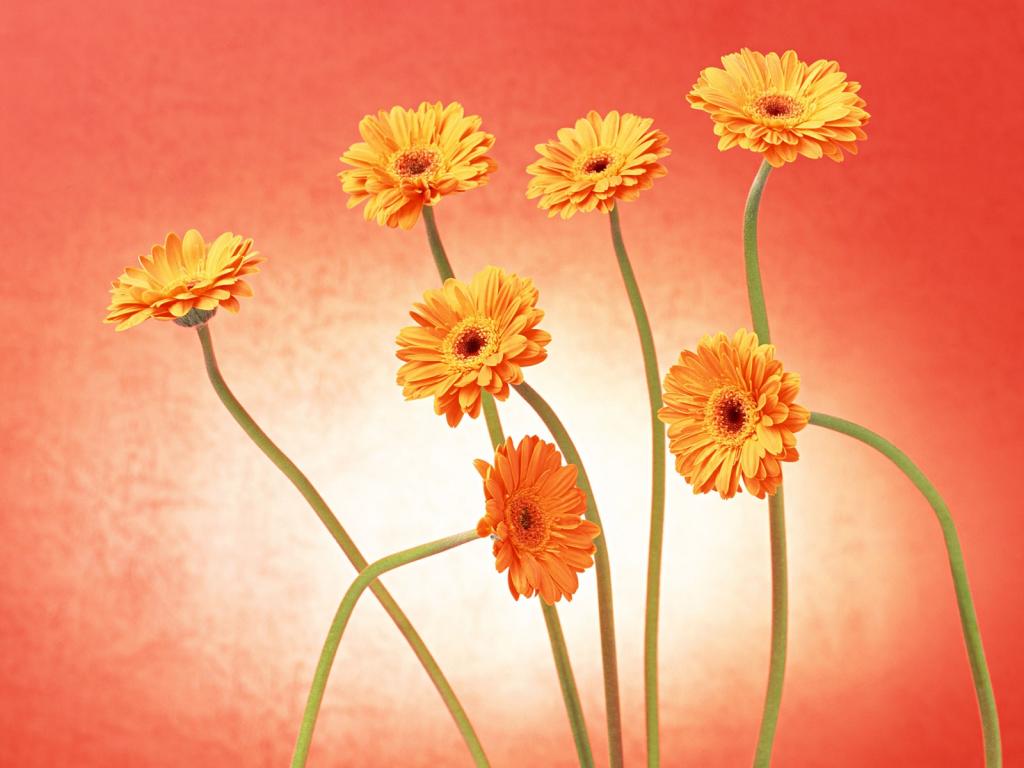 五颜六色鲜菊花