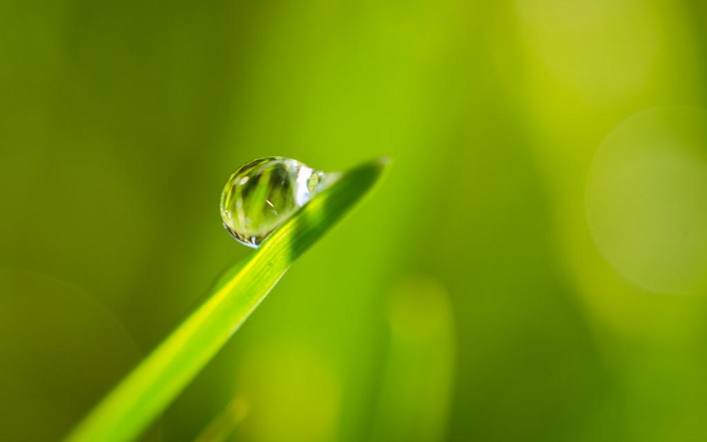 绿色植物露珠