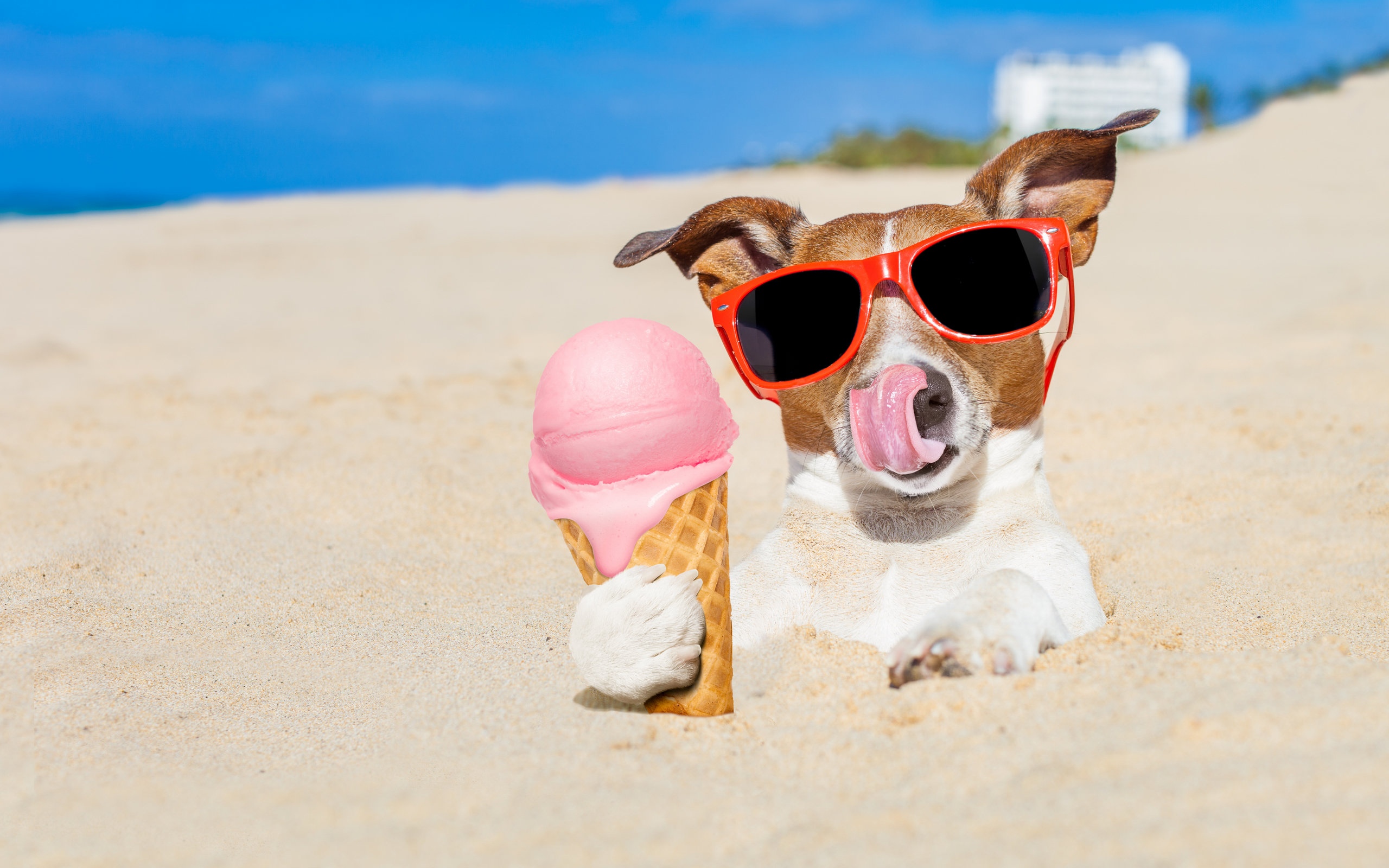 > || 更新时间:2018-09-30 颜色分 黄色 关键词:  可爱 小狗 动物