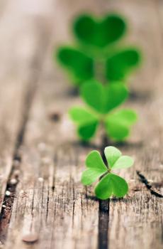 三叶草绿色护眼植物-5