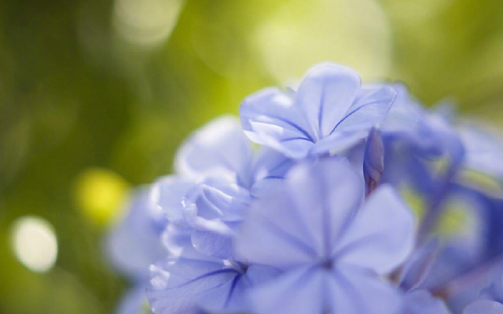 小清新植物花卉摄影