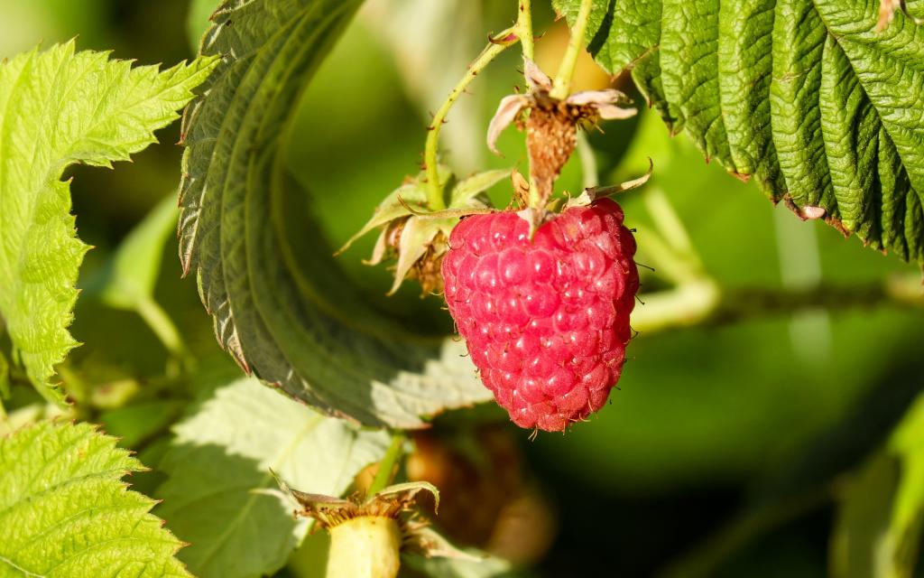 营养丰富的山莓