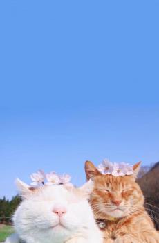 蓝天下可爱呆萌小猫咪-3