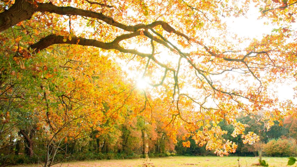 枫叶染红了晚秋