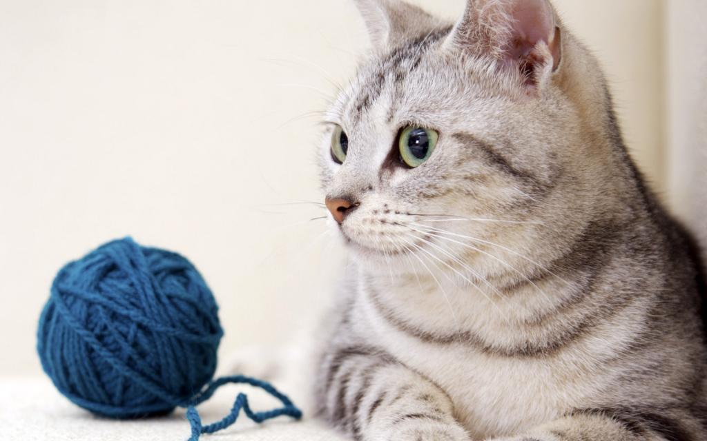 可爱的美国短毛猫写真