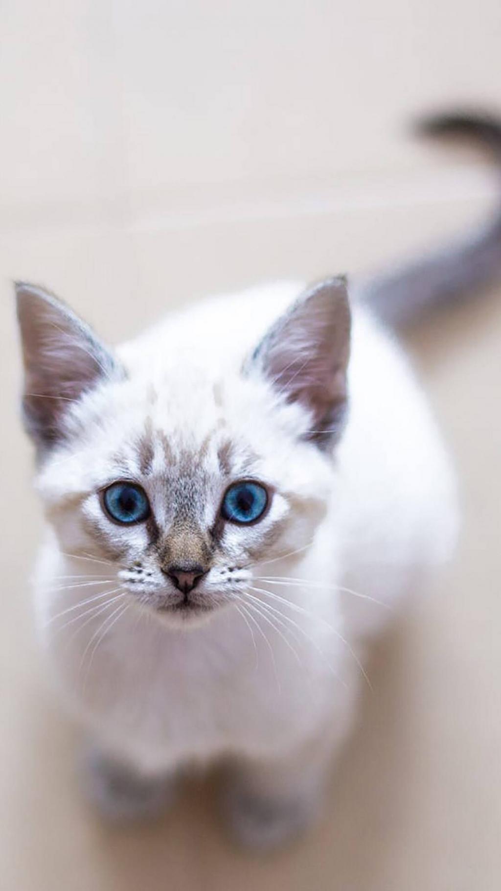 你的猫老大已上线