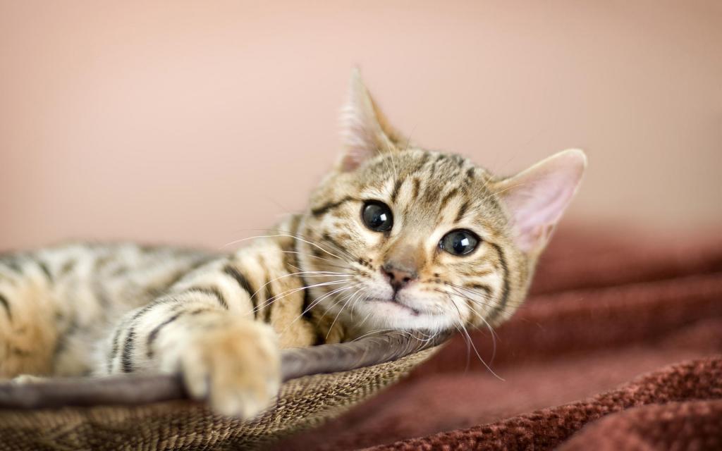 宽屏白色猫咪