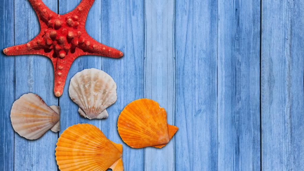 炎炎夏日海滩上的海星优美景色