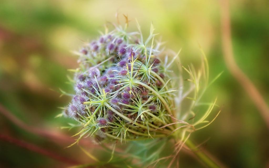 如此好看的野胡萝卜花
